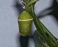 Tirumala limniace chrysalis sec.jpg