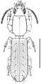 Torretassoa alfierii (10.3897-zookeys.672.11885) Figure 1.jpg