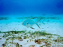 Trachinotus blochii, Guam.jpg