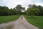 Thumbnail for File:Track into College Wood - geograph.org.uk - 3550872.jpg