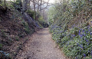 One Tree Hill and Bitchet Common