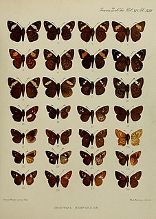 <i>Salanoemia</i> Genus of butterflies