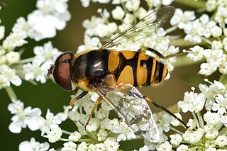 <i>Eristalis transversa</i> Species of fly