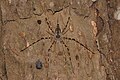 * Nomination Tree trunk spider (Hersiliidae) --Vengolis 03:30, 2 September 2015 (UTC) * Promotion Good quality. --Johann Jaritz 03:54, 2 September 2015 (UTC)