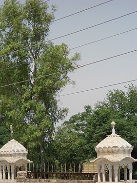 trees in old bungalow background, in Pindi Gheb, Pakistan