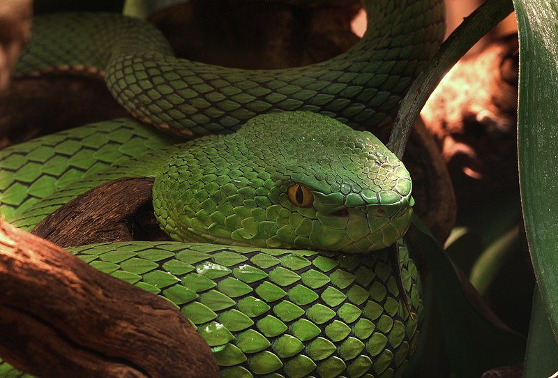 File:Trimeresurus stejnegeri Chinesische Bambusotter.jpg