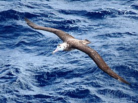 albatroz de Tristão