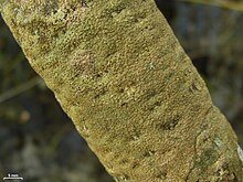 Astrothelium marcidum Trypethelium marcidum - Flickr - pellaea.jpg