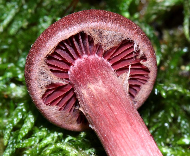 File:Tubaria punicea 302449.jpg