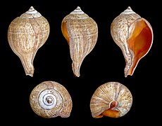 Turbinella pyrum (Great Rapa Chank), Shell