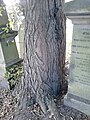 Ulmus. East Preston Street Cemetery, Edinburgh (4).jpg