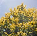 Ulmus 'Louis van Houtte'. Brighton. 1992.jpg