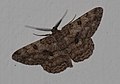 Unidentified Moth from Koovery