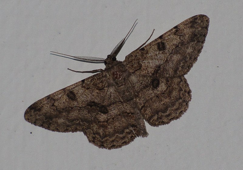 File:Unidentified Moth 4021.jpg