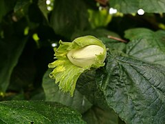 Unripe Hazelnut.jpg