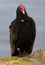 Urubu à tête rouge (Cathartes aura)