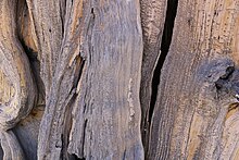 Gnarled bristlecone pine wood Utah, Cedar Breaks National Monument, Great Basin Bristlecone Pine, bark.jpg