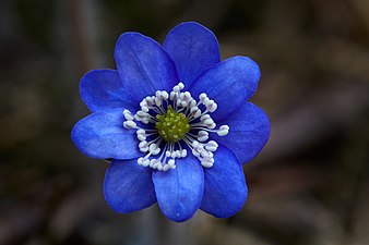 Hepatica nobilis