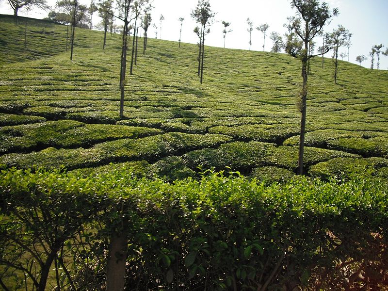 File:Valparai Tea Plantations - panoramio.jpg