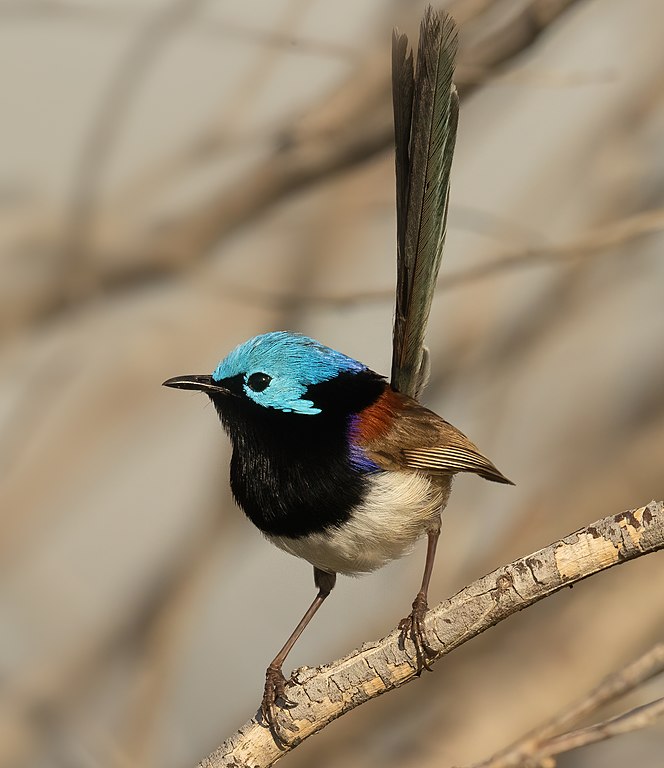 664px-Variegated_Fairy-wren_-_Kurnell_%28cropped%29.jpg