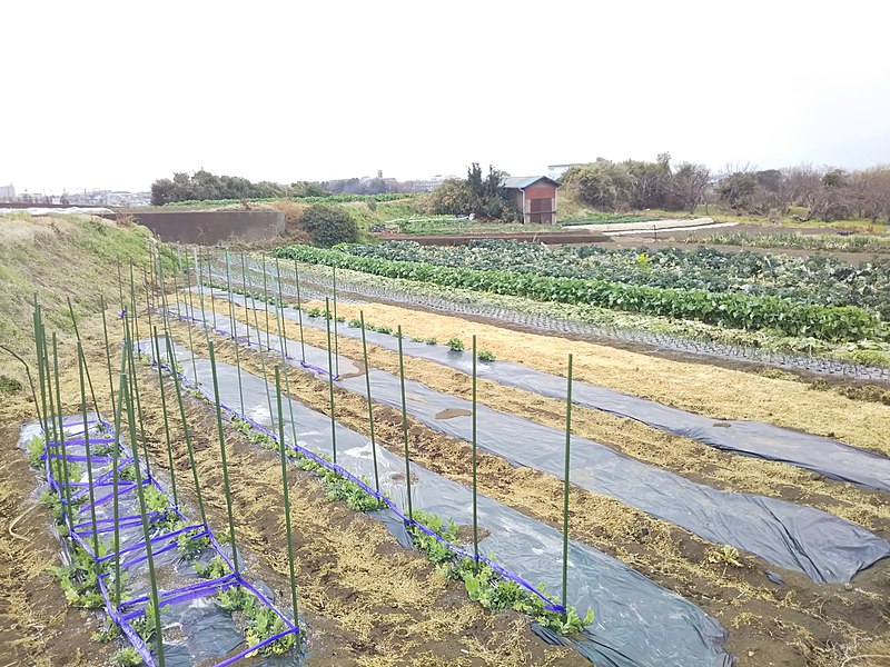 File:Vegetable farm in Kamakura (February 2019).jpg