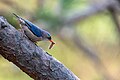 * Nomination Velvet-fronted Nuthatch (Sitta frontalis). By User:Mildeep --Nirmal Dulal 12:58, 16 February 2024 (UTC) * Promotion  Support Good quality. --Poco a poco 17:47, 16 February 2024 (UTC)