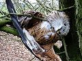 Bird killed by a wind turbine; Brilon, Sauerland, Germany