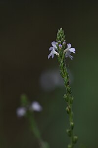 Inflorescence de verveine officinale