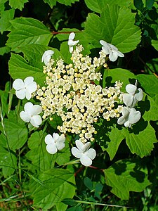 Viburnum opulus Inflorescence