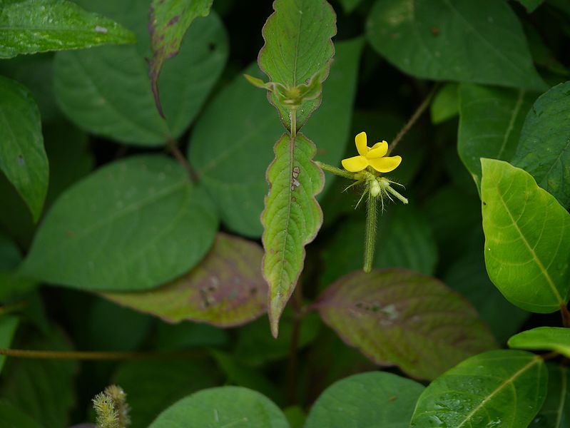 File:Vigna radiata var. setulosa (Dalzell) Ohwi & Ohashi (21950487823).jpg