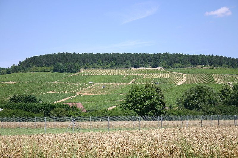 File:Vineyards in Chablis.jpg