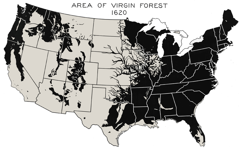 File:Virgin Forest in United States, 1620.png