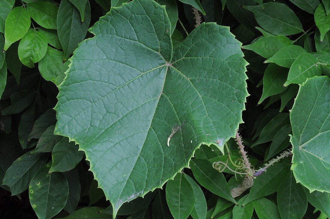 File:Vitis davidii-d.jpg