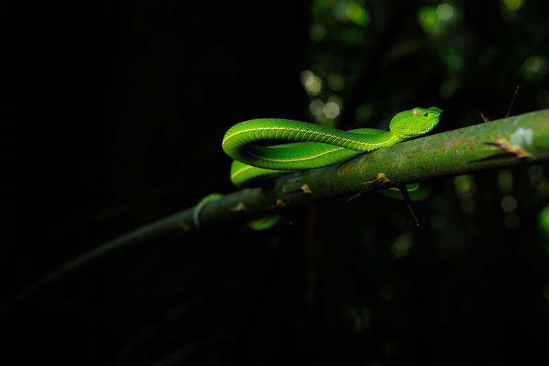 File:Vogel's Pit Viper, Viridovipera vogeli in Khao Yai national park - Flickr - tontantravel.jpg
