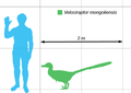 A Velociraptor mongoliensis és az ember méretének összehasonlítása