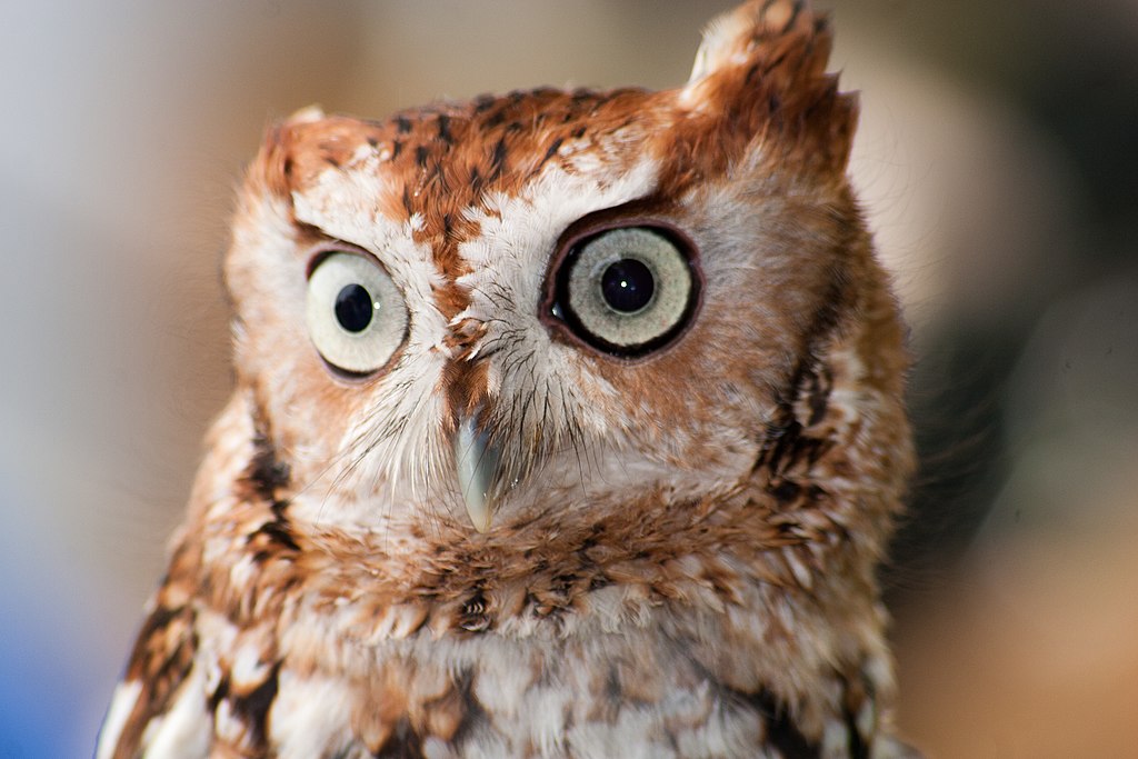 WR - Eastern Screech Owl 4 (5761936594).jpg
