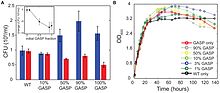 Figure 1: The Prisoner Dilemma in a bacterial community. GASP mutants initially reach a high population density and subsequently decrease population viability.(a) Colony forming units (CFU) measured at day 1 (blue bars) and day 4 (red bars) of pure WT and GASP cultures and co-cultures with starting fractions of 90% WT and 10% GASP, 50% WT and 50% GASP, and 10% WT and 90% GASP. Error bars indicate the standard error of the mean of three replicate cultures. The inset shows that the change in the number of CFUs between day 4 and day 1 depends on the initial GASP fraction of a culture. (b) Growth curves, measured as optical density (OD) at 600 nm, of well-mixed batch cultures. A pure WT culture (black) sustains its population density for days, whereas a pure GASP culture (red) initially reaches a higher population density which later declines and drops below the level of the pure WT culture. WT-GASP co-cultures (dashed lines) show the frequency dependence of the overshooting and subsequent decline of population density. WT GASP batch.jpg