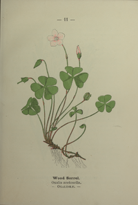 Plate 11 Oxalis acetosella