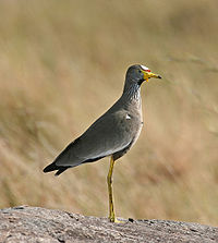 Wattled lapwing, locally fairly common in short, moist grassland Wattled Plover Mara edit3.jpg