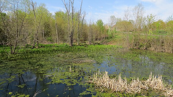 An example of a healthy wetland ecosystem