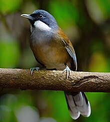 White-cheeked Laughingthrush 0A2A3136 (cropped).jpg