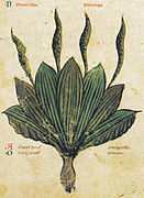 Plantago.