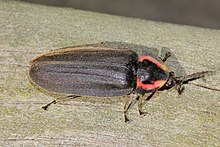 Firefly d'hiver - Ellychnia corrusca, Leesylvania State Park, Woodbridge, Virginie.jpg