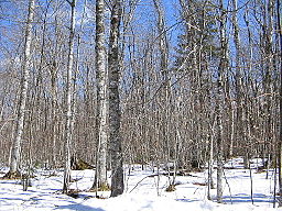 A forest, during winter
