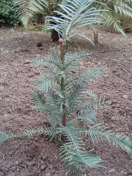 File:Wollemi Pine - geograph.org.uk - 158325.jpg