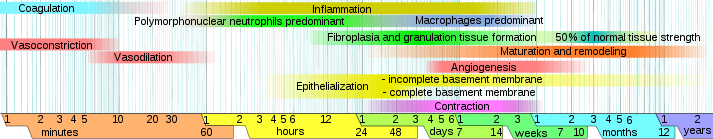 File:Wound healing phases.svg