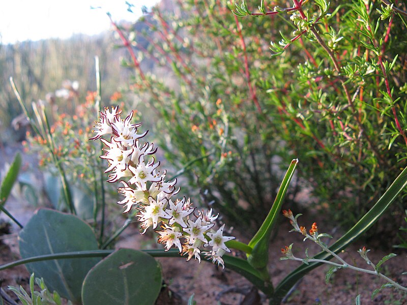 File:Wurmbea Cedarberg South Africa.jpg