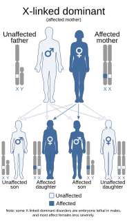 <span class="mw-page-title-main">Melnick–Needles syndrome</span> X-linked dominant disorder that affects primarily bone development