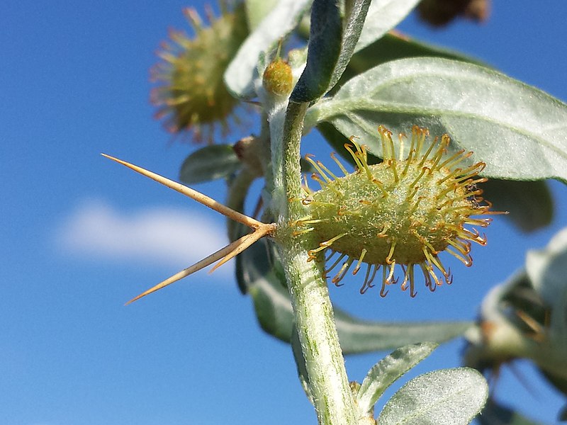 File:Xanthium spinosum sl24.jpg