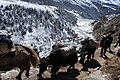 Caravana de yaks en Solukhumbu, Nepal.